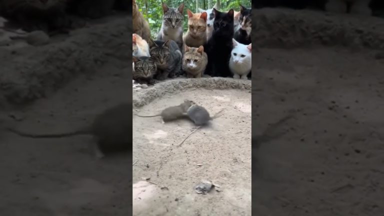 winner get eaten last sora   💡